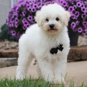 Bichonpoo Puppy Calvin