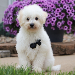 Bichonpoo Puppy Calvin