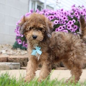 Bichonpoo Puppy Derek
