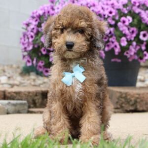 Bichonpoo Puppy Derek