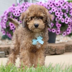 Bichonpoo Puppy Derek
