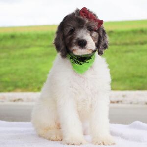 Bernedoodle Puppy Gabbi