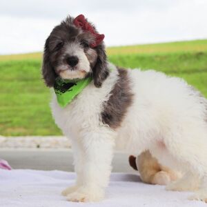 Bernedoodle Puppy Gabbi