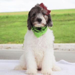 Bernedoodle Puppy Gabbi