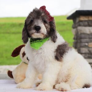 Bernedoodle Puppy Gabbi