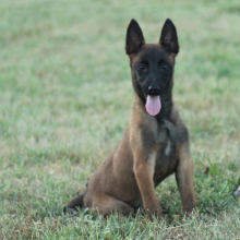Belgian Malinois Puppy Ash