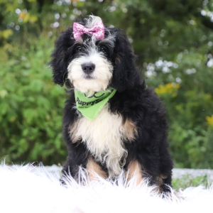 Bernedoodle Puppy Darla