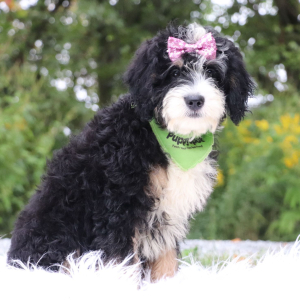 Bernedoodle Puppy Darla