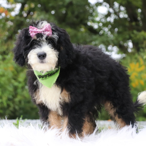 Bernedoodle Puppy Darla