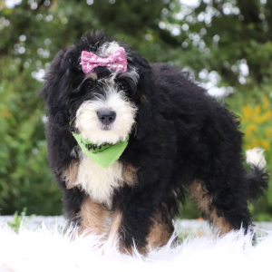Bernedoodle Puppy Darla