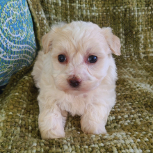 Maltipoo Puppy Dusty