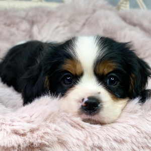 Cavalier King Charles Spaniel Puppy Wizard