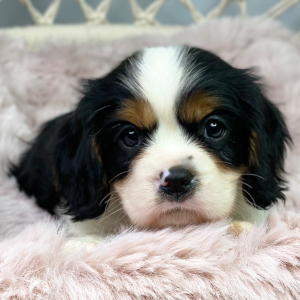 Cavalier King Charles Spaniel Puppy Wizard