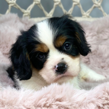 Cavalier King Charles Spaniel Puppy Wizard