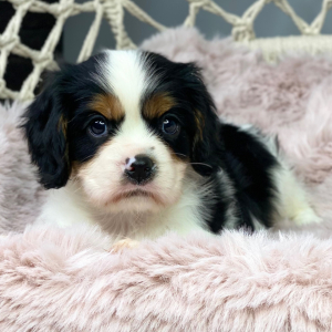Cavalier King Charles Spaniel Puppy Wizard