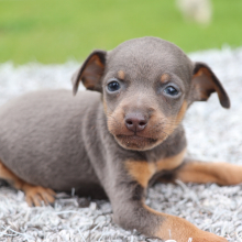 Miniature Pinscher Puppy Toby