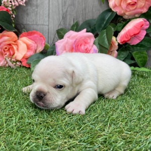 French Bulldog Puppy Reggy
