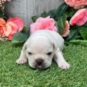 French Bulldog Puppy Reggy