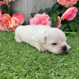 French Bulldog Puppy Reggy