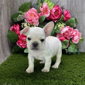 French Bulldog Puppy Reggy