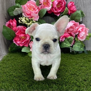 French Bulldog Puppy Reggy