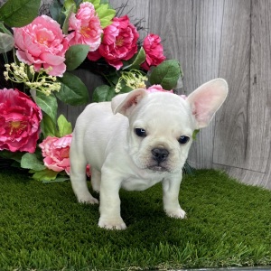 French Bulldog Puppy Reggy