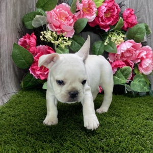 French Bulldog Puppy Reggy