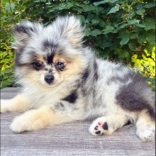 Pomeranian Puppy Daisy