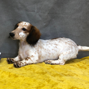 Dachshund Puppy Bozly