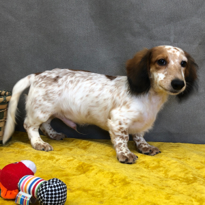 Dachshund Puppy Bozly
