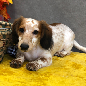 Dachshund Puppy Bozly