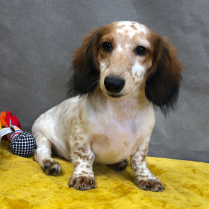 Dachshund Puppy Bozly