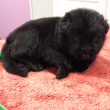 German Shepherd Dog Puppy Warrior