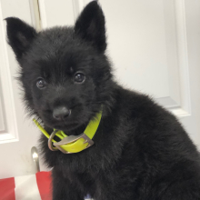German Shepherd Dog Puppy Warrior