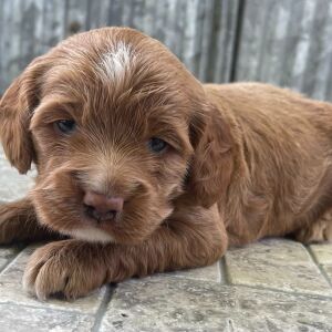 Cockapoo Puppy Tanner