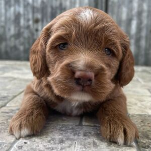 Cockapoo Puppy Tanner