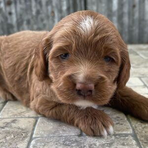 Cockapoo Puppy Tanner