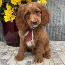 Cockapoo Puppy Tanner