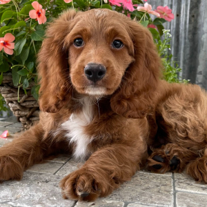 Cockapoo Puppy Tanner