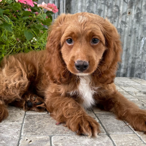 Cockapoo Puppy Tanner