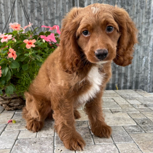 Cockapoo Puppy Tanner