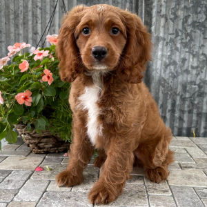 Cockapoo Puppy Tanner