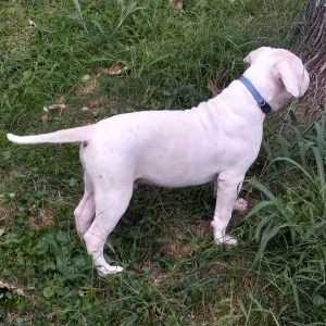 American Bulldog Puppy Maxx
