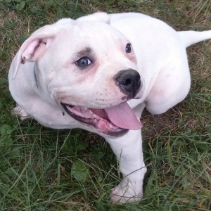 American Bulldog Puppy Maxx