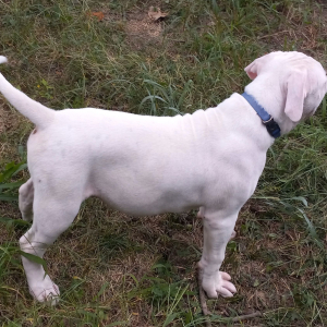 American Bulldog Puppy Maxx
