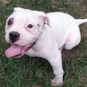 American Bulldog Puppy Maxx