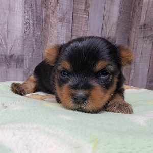 Yorkshire Terrier Puppy Izzy