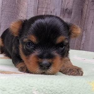 Yorkshire Terrier Puppy Izzy