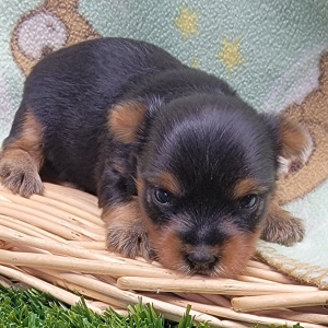 Yorkshire Terrier Puppy Izzy