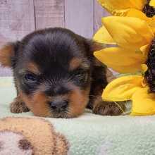 Yorkshire Terrier Puppy Izzy